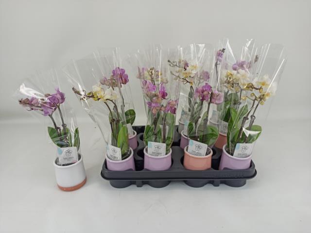 <h4>PHAL MINI</h4>