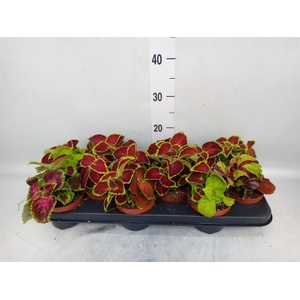 Plectranthus col. 'Wizard'   ...mix