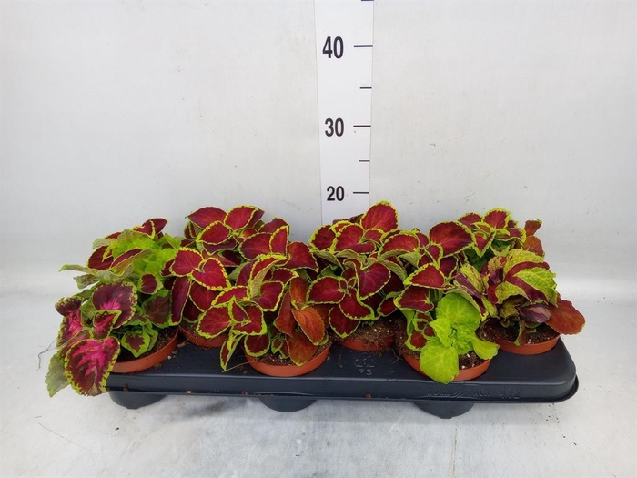 <h4>Plectranthus col. 'Wizard'   ...mix</h4>