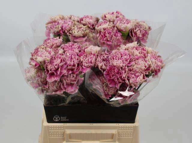 <h4>DI ST ANTIGUA</h4>