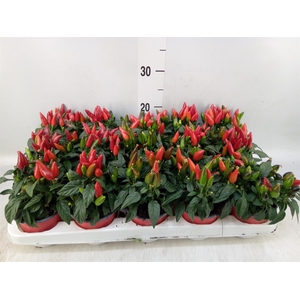 Capsicum annuum 'Salsa Red'
