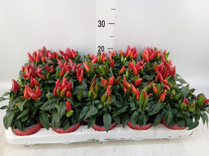 <h4>Capsicum annuum 'Salsa Red'</h4>