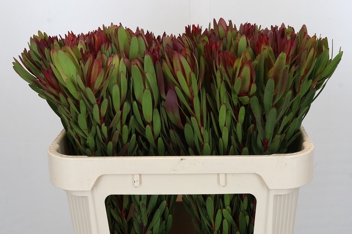 <h4>Leucadendron Safari Sunset</h4>