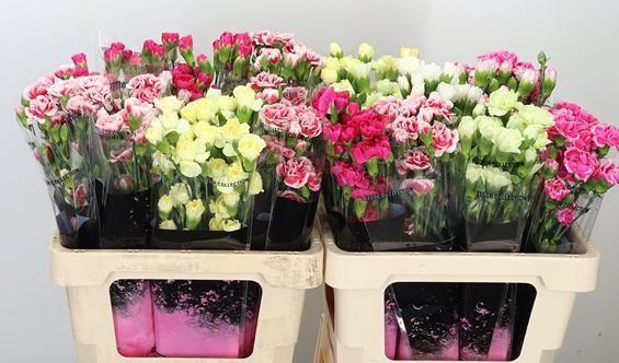 <h4>DI TR GEM IN FUST</h4>