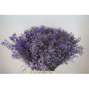 Ginster 400gr Milka P Bunch