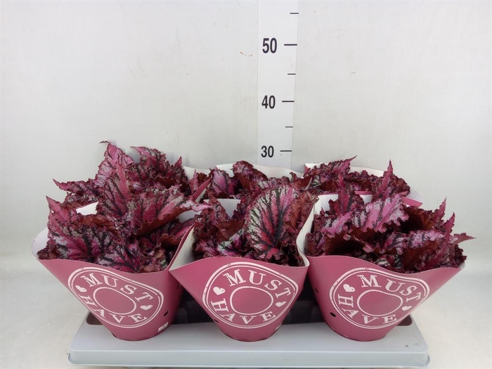 <h4>Begonia BD 'MagicColours Lambada'</h4>