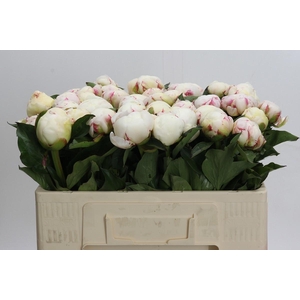 Paeonia Mary E. Nicholls