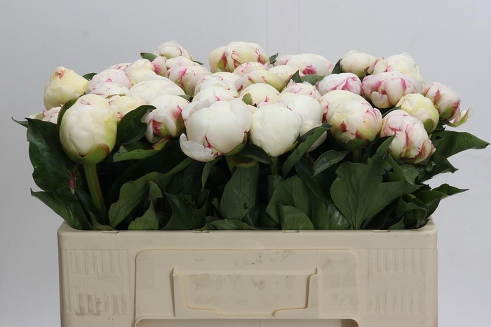 <h4>Paeonia Mary E. Nicholls</h4>