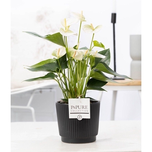 Anthurium white (Elido) in P&PURE Liv ceramics matt black
