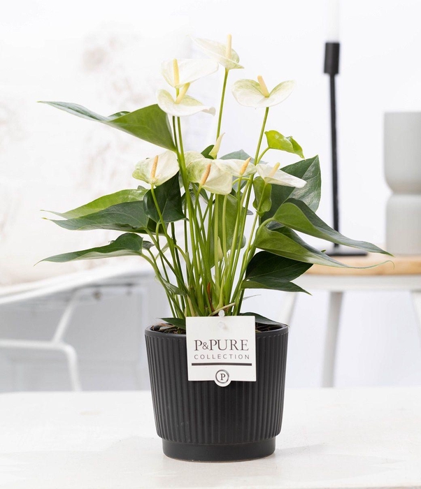 <h4>Anthurium white (Elido) in P&PURE Liv ceramics matt black</h4>