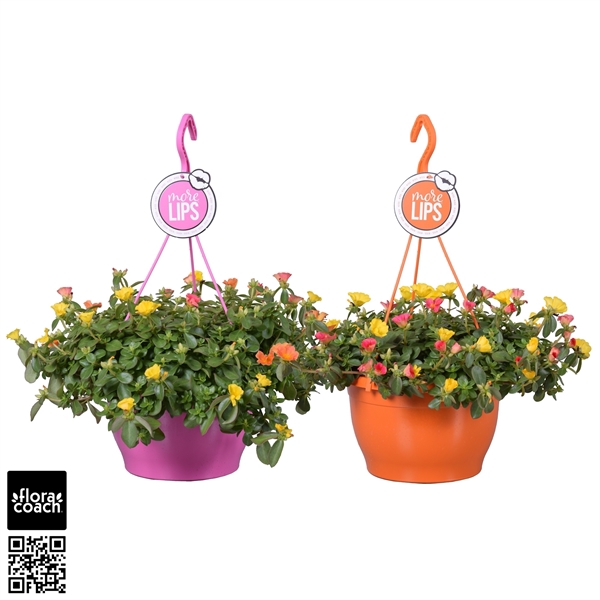 <h4>MoreLIPS® Portulaca carnaval in hangpot</h4>