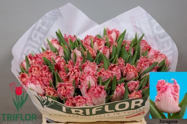 <h4>TU FR ZARAGOZA</h4>