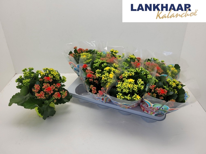 <h4>KAL GE GEM I POT</h4>