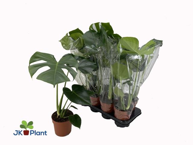 <h4>MONSTERA DELICIOSA</h4>