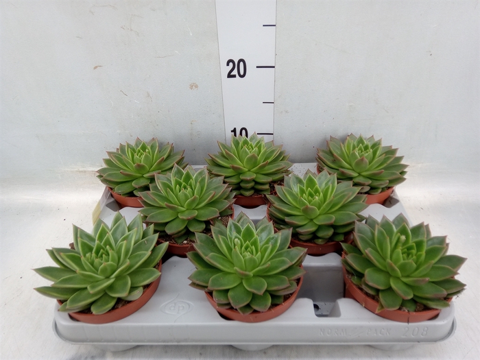 <h4>Echeveria agavoides</h4>