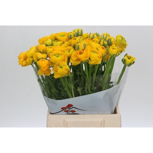 Ranunculus Elegance Yellow