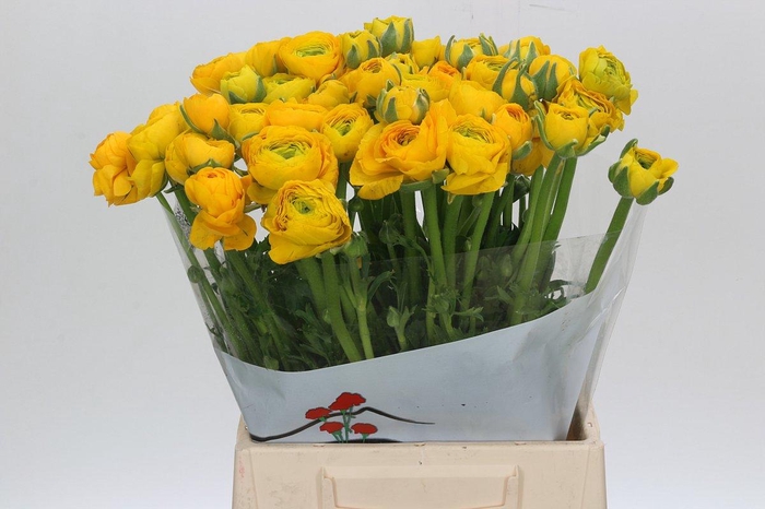 <h4>Ranunculus Elegance Yellow</h4>