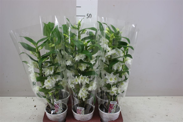 <h4>Dendrobium Nobilee Wit 2 Tak</h4>