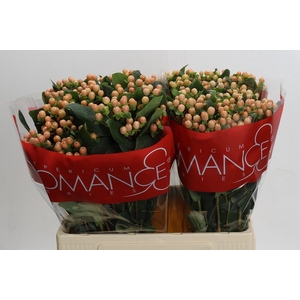 Hypericum Mellow Romance