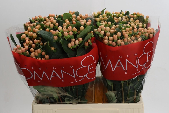 <h4>Hypericum Mellow Romance</h4>