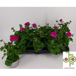 PEL PELT ROY AMETHYS