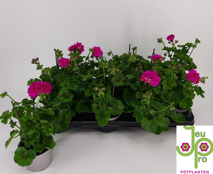 <h4>PEL PELT ROY AMETHYS</h4>