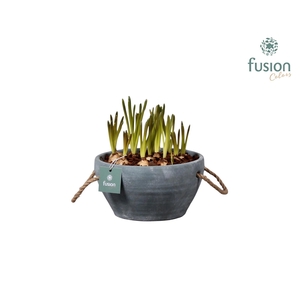 Cement pot met handvaten en Muscari