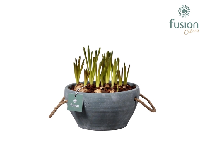 <h4>Cement pot met handvaten en Muscari</h4>