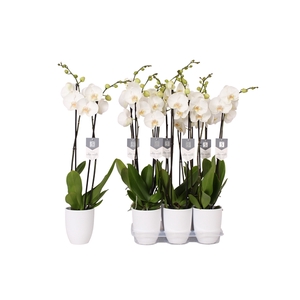 Phalaenopsis White World, 2-spike White Ceramics