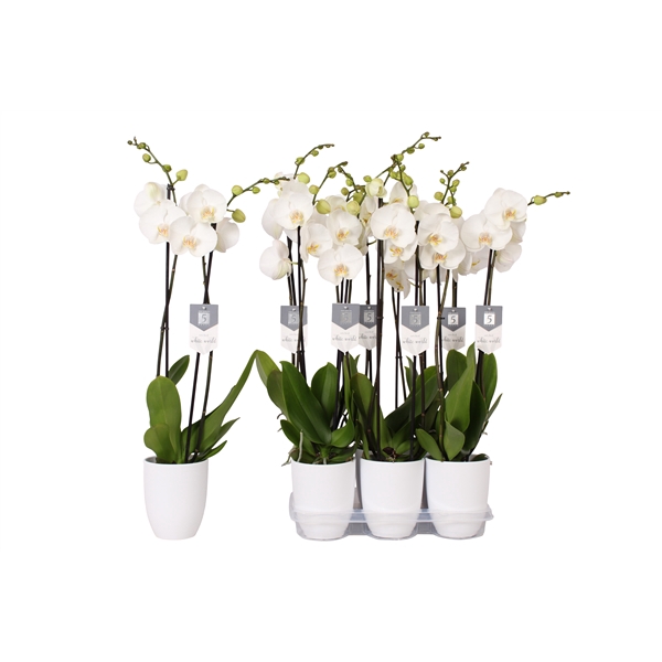 <h4>Phalaenopsis White World, 2-spike White Ceramics</h4>