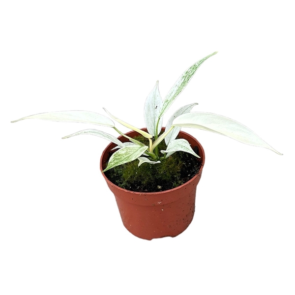 <h4>Philodendron Florida Ghost</h4>