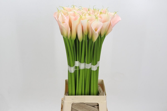 <h4>Zantedeschia Eydolls Salmon</h4>