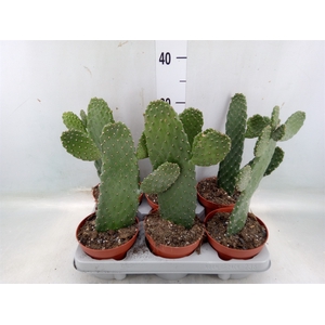 Opuntia