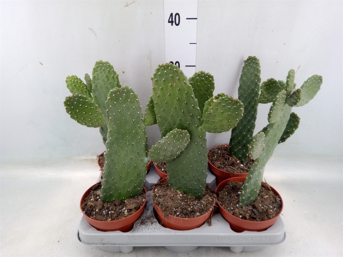 <h4>Opuntia</h4>