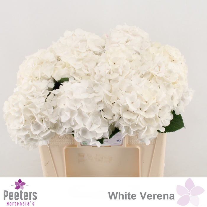 <h4>HYDR M CH WHI VERENA</h4>