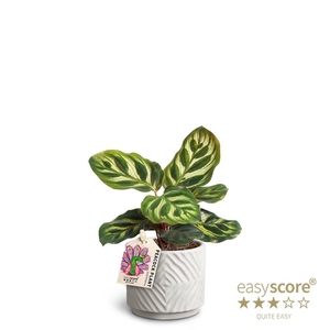 CALATHEA MAKOYANA P7