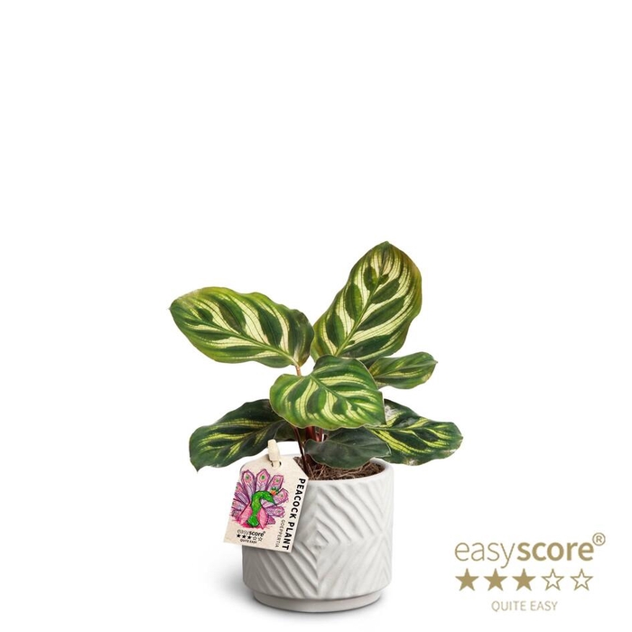 <h4>CALATHEA MAKOYANA P7</h4>