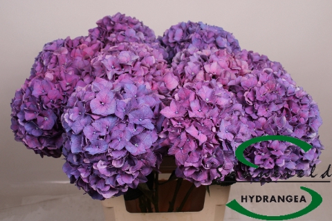 <h4>Hydrangea rodeo purple</h4>
