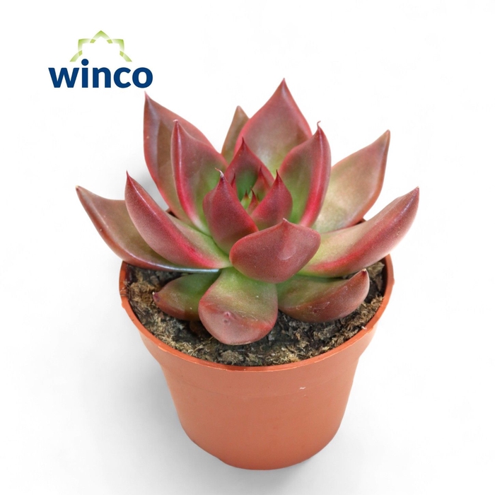 <h4>Echeveria Mars</h4>