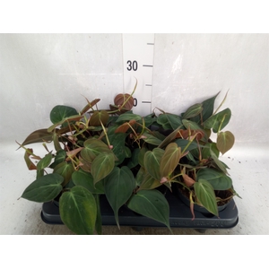 Philodendron scand. subsp. micans