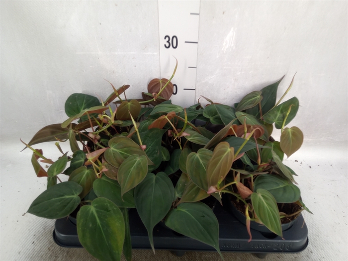 <h4>Philodendron scand. subsp. micans</h4>