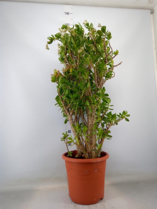<h4>Crassula ovata</h4>