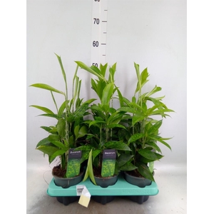 Dracaena surculosa