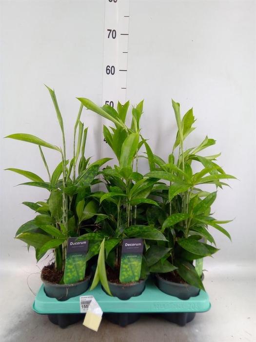 <h4>Dracaena surculosa</h4>