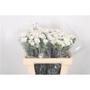 Di Symply Snow White