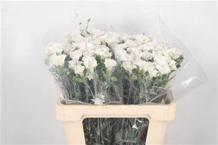 <h4>Di Symply Snow White</h4>