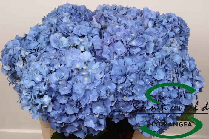 <h4>HYDR M CH PIMPERNEL</h4>