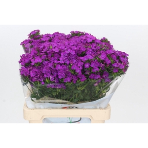 Dianthus Br Amazon Neon Purple