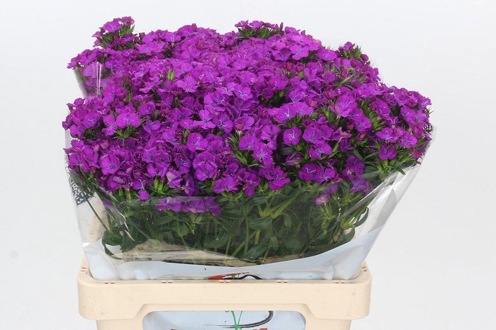 <h4>Dianthus Br Amazon Neon Purple</h4>