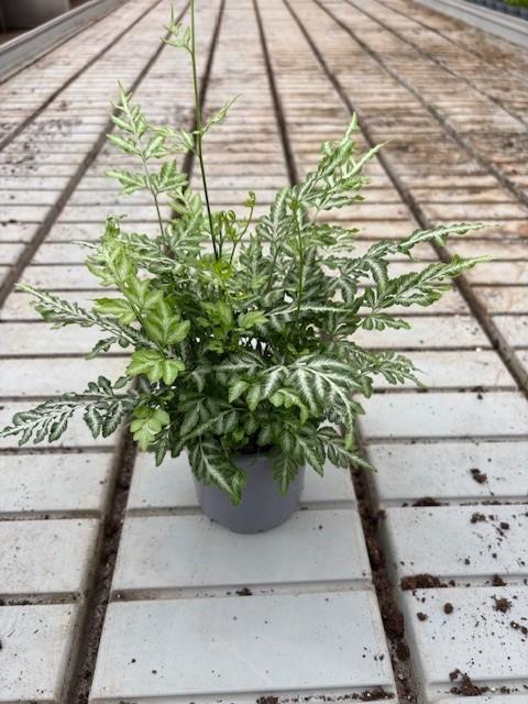 <h4>PTERIS ENSIFORMIS</h4>